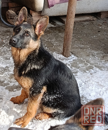 Щенки немчики Донецк - изображение 2