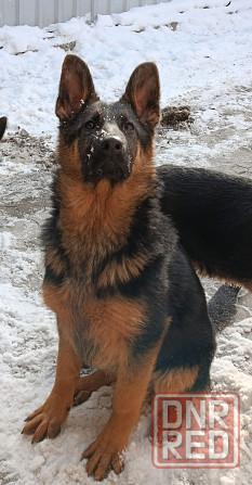 Щенки немчики Донецк - изображение 4