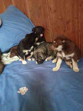 Отдаем щенят в добрые руки! Очень хотят найти дом! Донецк