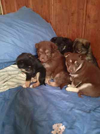 Отдаем щенят в добрые руки! Очень хотят найти дом! Донецк