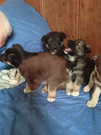Отдаем щенят в добрые руки! Очень хотят найти дом! Донецк