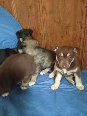 Отдаем щенят в добрые руки! Очень хотят найти дом! Донецк