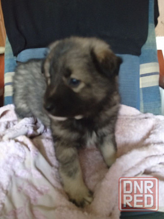 Отдаем щенят в добрые руки! Очень хотят найти дом! Донецк - изображение 5