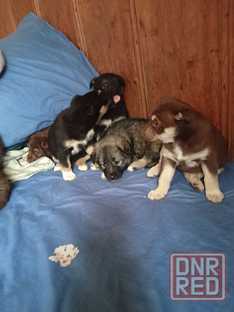 Отдаем щенят в добрые руки! Очень хотят найти дом! Донецк - изображение 3