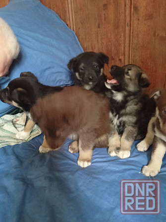 Отдаем щенят в добрые руки! Очень хотят найти дом! Донецк - изображение 1