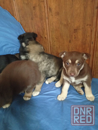 Отдаем щенят в добрые руки! Очень хотят найти дом! Донецк - изображение 2