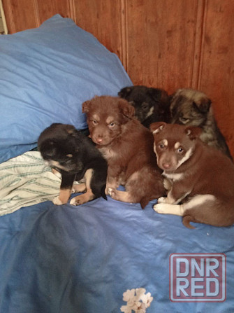Отдаем щенят в добрые руки! Очень хотят найти дом! Донецк - изображение 6