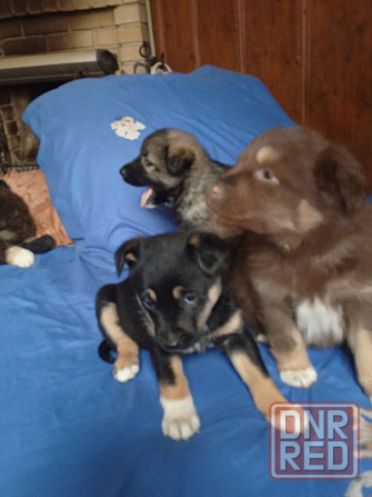 Отдаем щенят в добрые руки! Очень хотят найти дом! Донецк - изображение 7