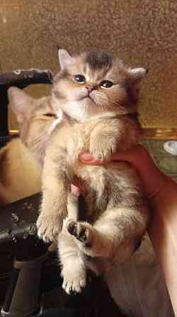 Золотая шиншилла Донецк