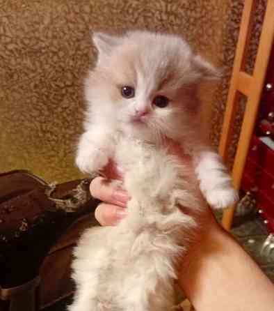 Золотая шиншилла Донецк