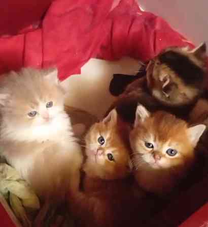 Золотая шиншилла Донецк