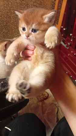 Золотая шиншилла Донецк