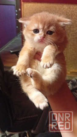 Золотая шиншилла Донецк - изображение 4