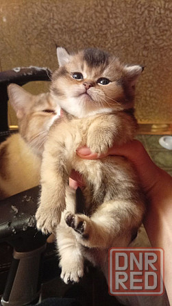 Золотая шиншилла Донецк - изображение 2