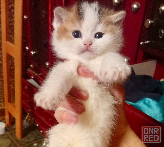 Золотая шиншилла Донецк - изображение 6