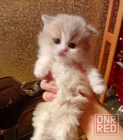 Золотая шиншилла Донецк - изображение 5