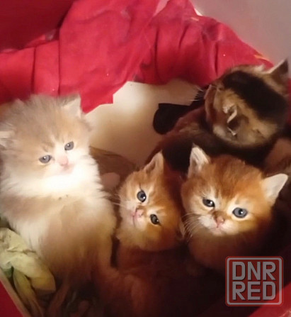 Золотая шиншилла Донецк - изображение 1