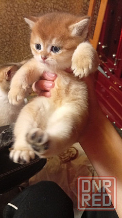 Золотая шиншилла Донецк - изображение 3