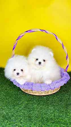 Мальчики Померанский Шпиц Донецк