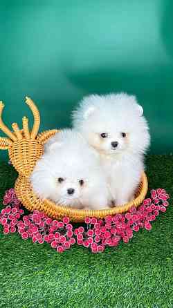 Мальчики Померанский Шпиц Донецк