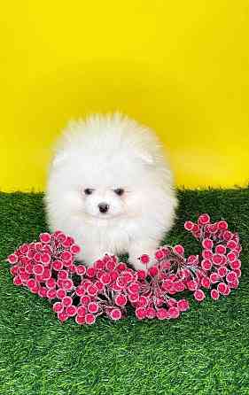 Мальчики Померанский Шпиц Донецк