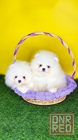 Мальчики Померанский Шпиц Донецк - изображение 3