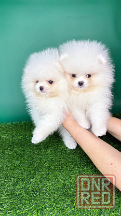 Мальчики Померанский Шпиц Донецк - изображение 1