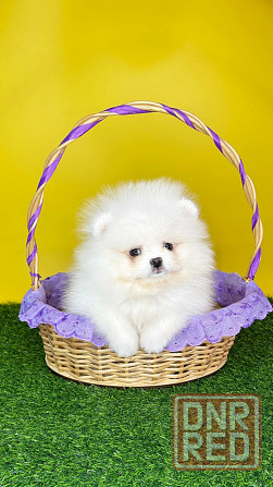 Мальчики Померанский Шпиц Донецк - изображение 5