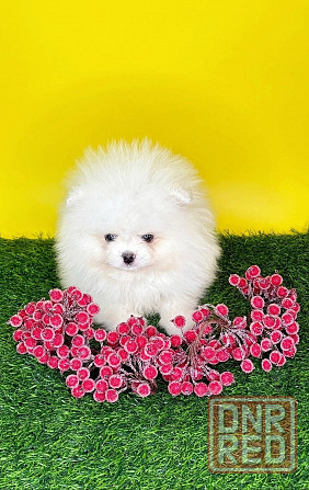 Мальчики Померанский Шпиц Донецк - изображение 2