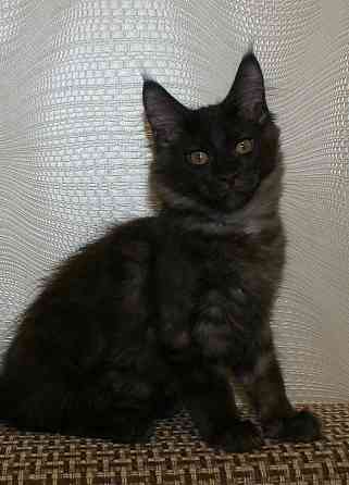 Котята мейн-кун Питомник Донецк