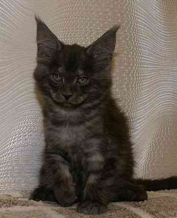 Котята мейн-кун Питомник Донецк