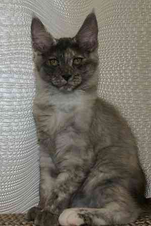 Котята мейн-кун Питомник Донецк