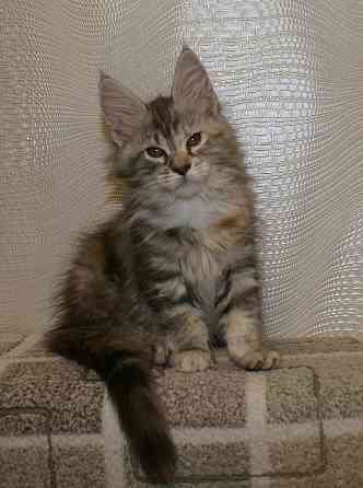 Котята мейн-кун Питомник Донецк