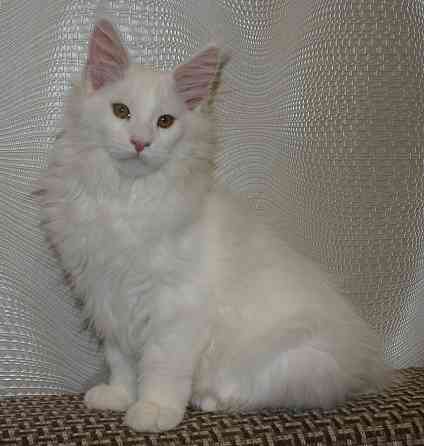 Котята мейн-кун Питомник Донецк