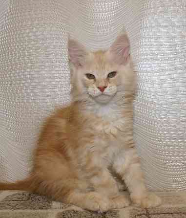 Котята мейн-кун Питомник Донецк