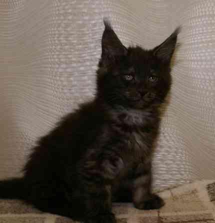 Котята мейн-кун Питомник Донецк