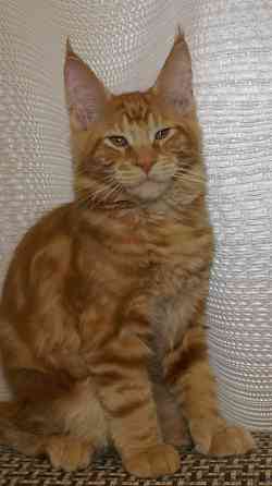 Котята мейн-кун Питомник Донецк