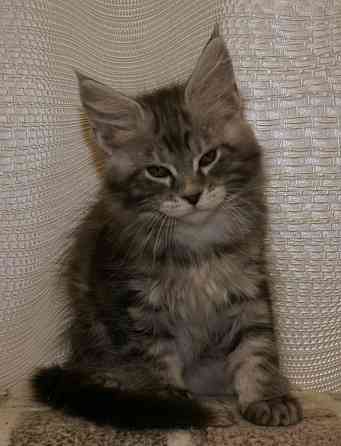 Котята мейн-кун Питомник Донецк