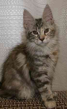 Котята мейн-кун Питомник Донецк