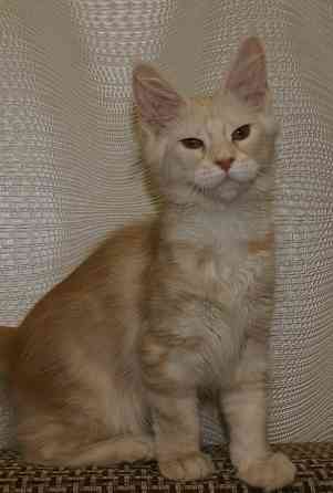 Котята мейн-кун Питомник Донецк