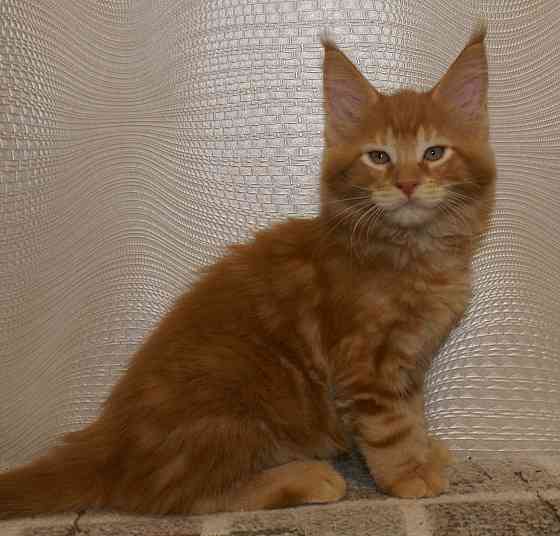 Котята мейн-кун Питомник Донецк