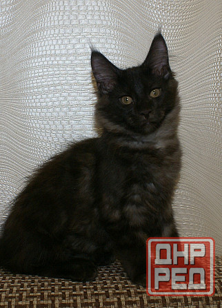Котята мейн-кун Питомник Донецк - изображение 1