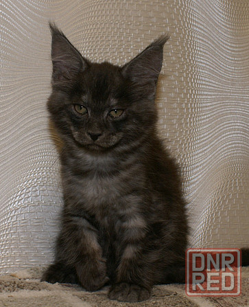 Котята мейн-кун Питомник Донецк - изображение 4