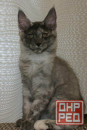 Котята мейн-кун Питомник Донецк - изображение 6