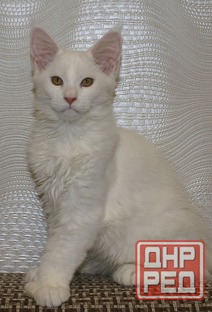 Котята мейн-кун Питомник Донецк - изображение 4