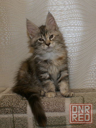 Котята мейн-кун Питомник Донецк - изображение 6