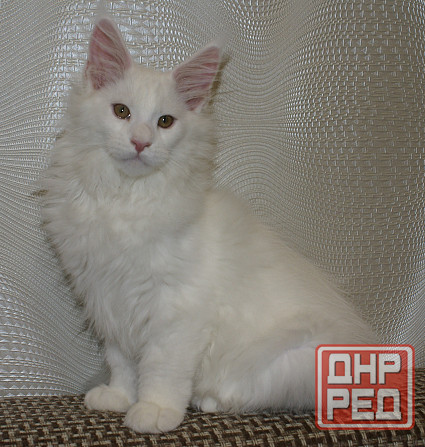 Котята мейн-кун Питомник Донецк - изображение 3