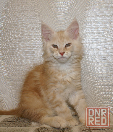 Котята мейн-кун Питомник Донецк - изображение 2