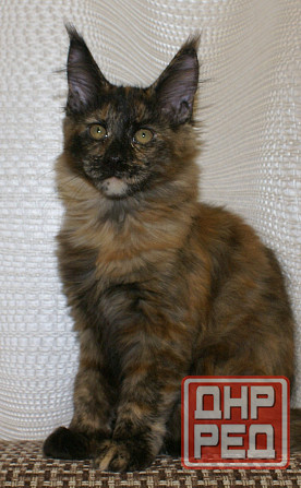 Котята мейн-кун Питомник Донецк - изображение 7