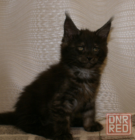 Котята мейн-кун Питомник Донецк - изображение 3